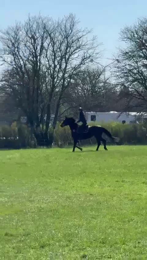 Hoppning hästar till salu: 🌟Formbar stjärna för hoppning eller fälttävlan🌟 i Vänersborg - Video 2