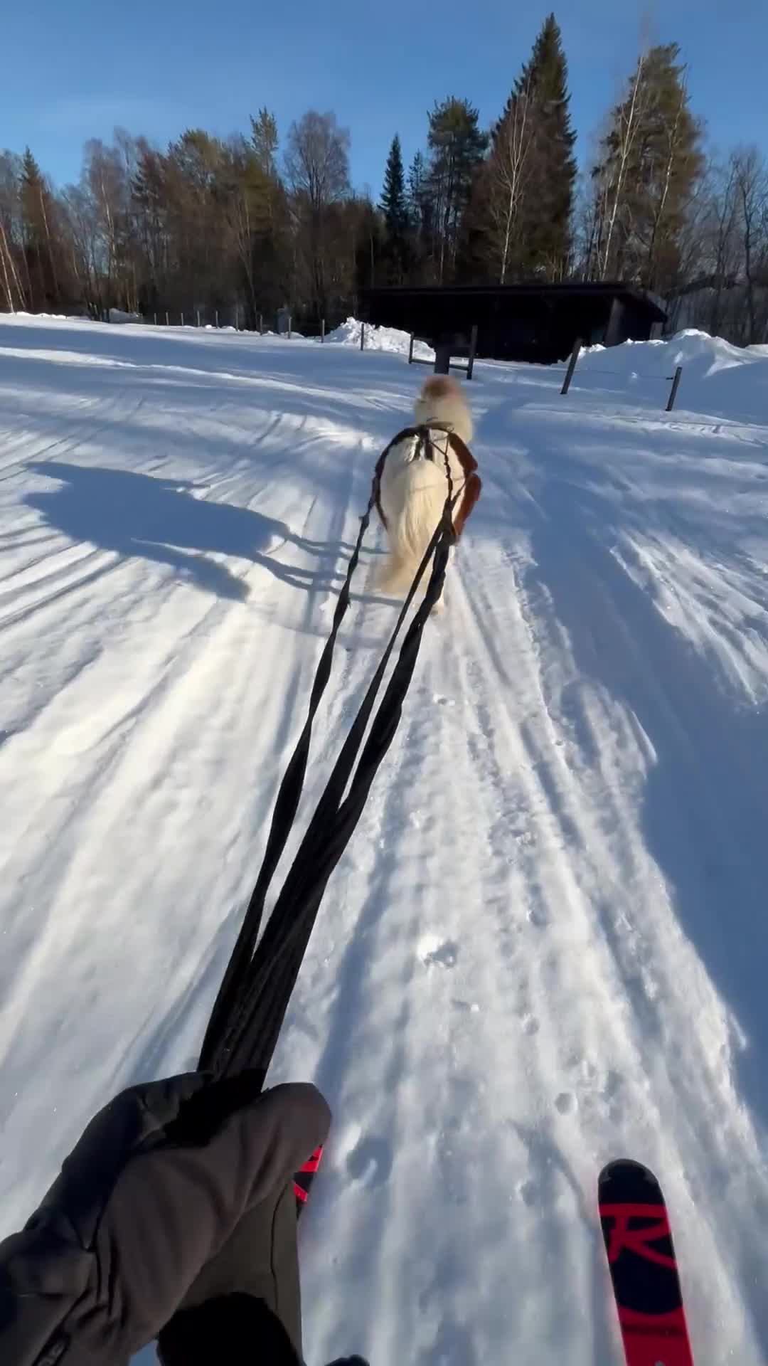 Allround hästar till salu: Charmig Shetlandsponny söker sin nya familj🦄 - Video 2