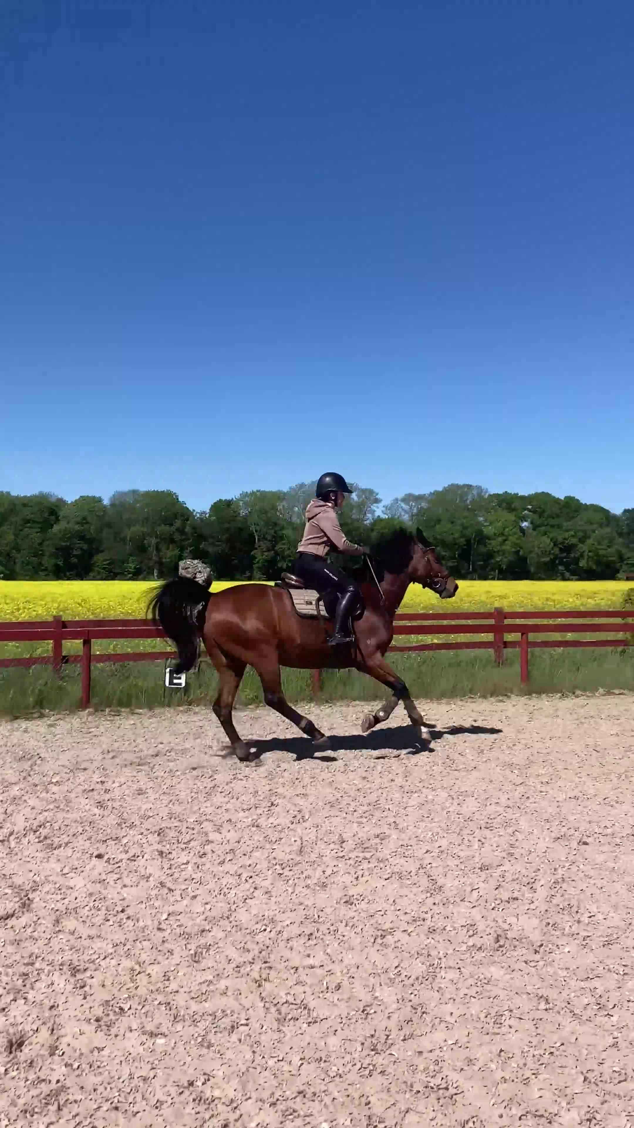 Allround hästar till salu: Positiv D-ponny!  i Simrishamn - Video 1