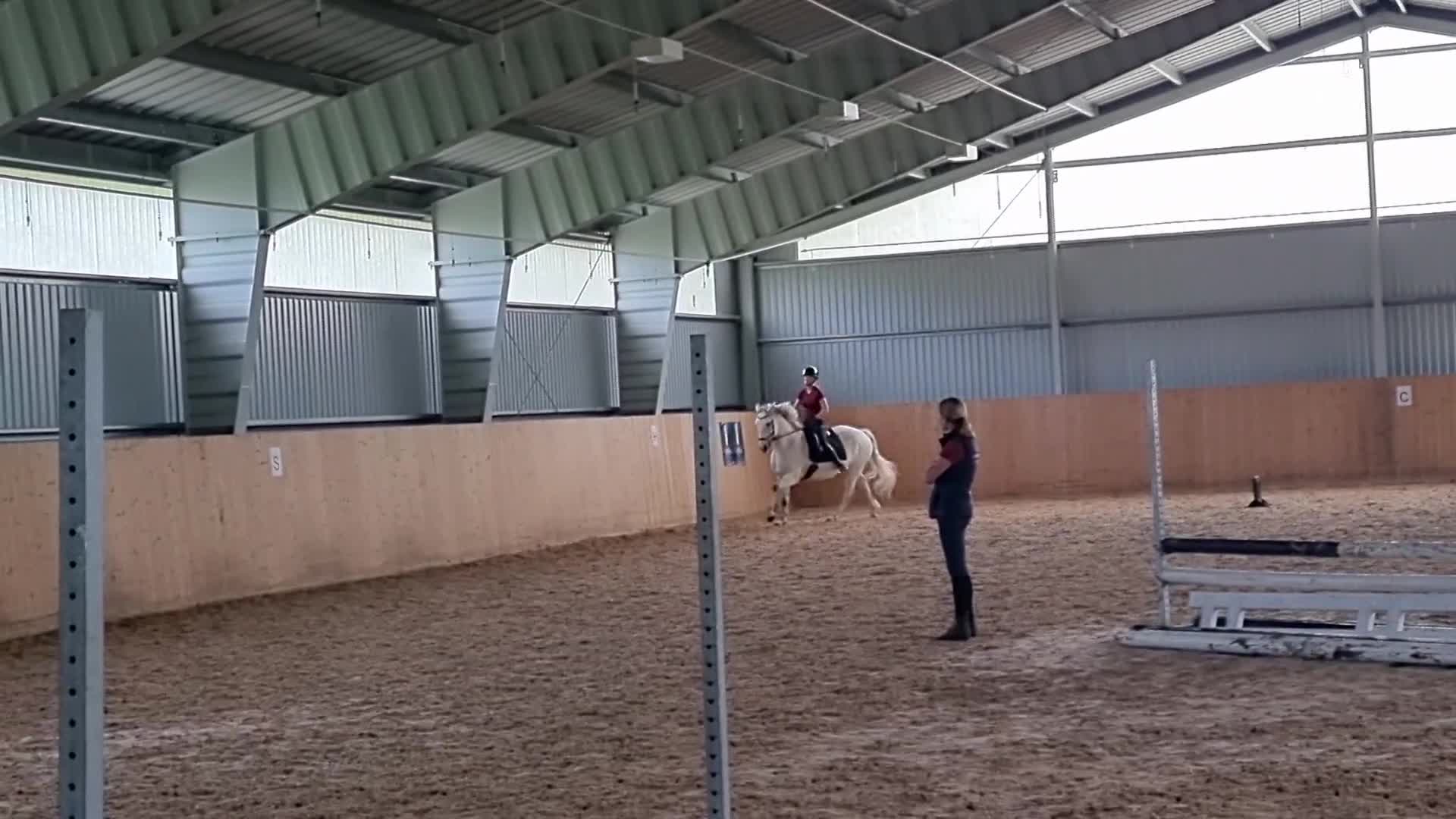 Allround hästar till salu: Donatello, allround mot dressyr 🌸 - Video 1