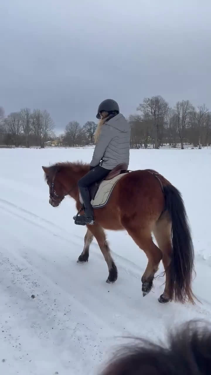  foderhäst finnes: Sommarponny? - Video 1