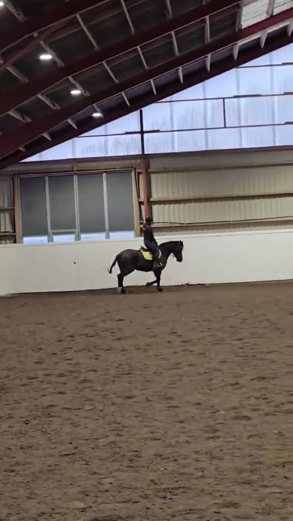 Allround hästar till salu: Trevligt sto i Harplinge - Video 2