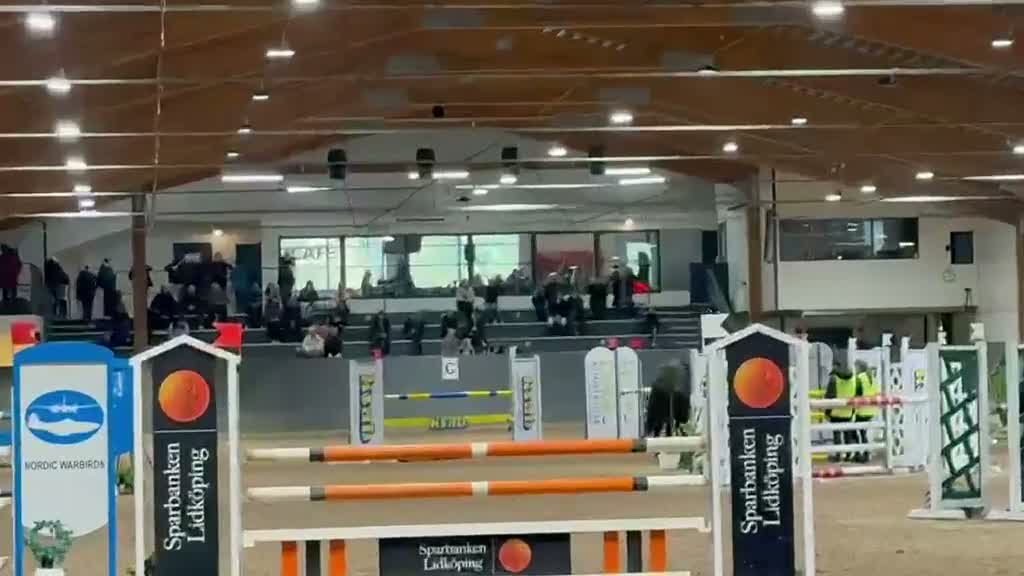 Hoppning hästar till salu: Trevlig hopphäst - Video 1