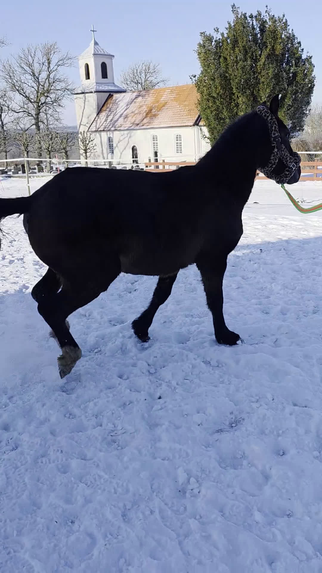 Allround hästar till salu: Finaste tjejen med fin dressyr stam ❤️ - Video 1