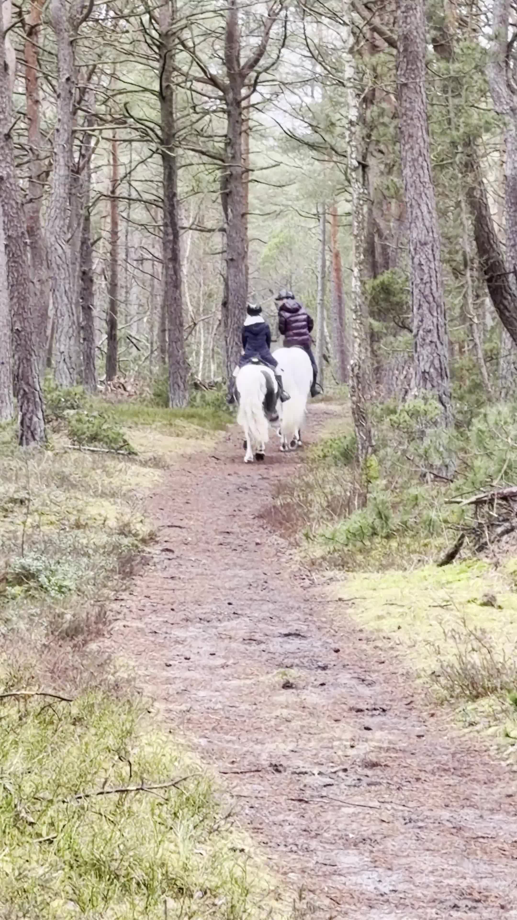 Hoppning hästar till salu: Maxad B-ponny med personlighet och potential i Halmstad - Video 3