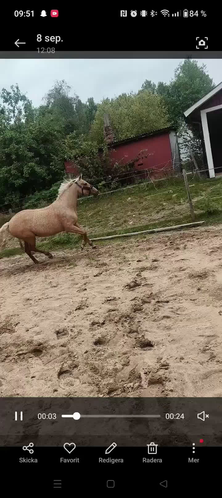  foderhäst finnes: Palamino sto utlånas för avel eller sällskap  i Eneryda - Video 2