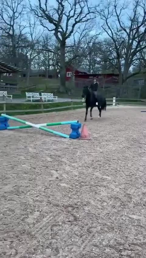 Allround hästar till salu: Kakan - Trevlig häst söker erfaren ryttare - Video 2