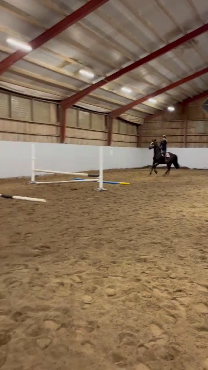 Avelshästar hästar till salu: Avelssto/Sällskap/Promenad häst - Video 3