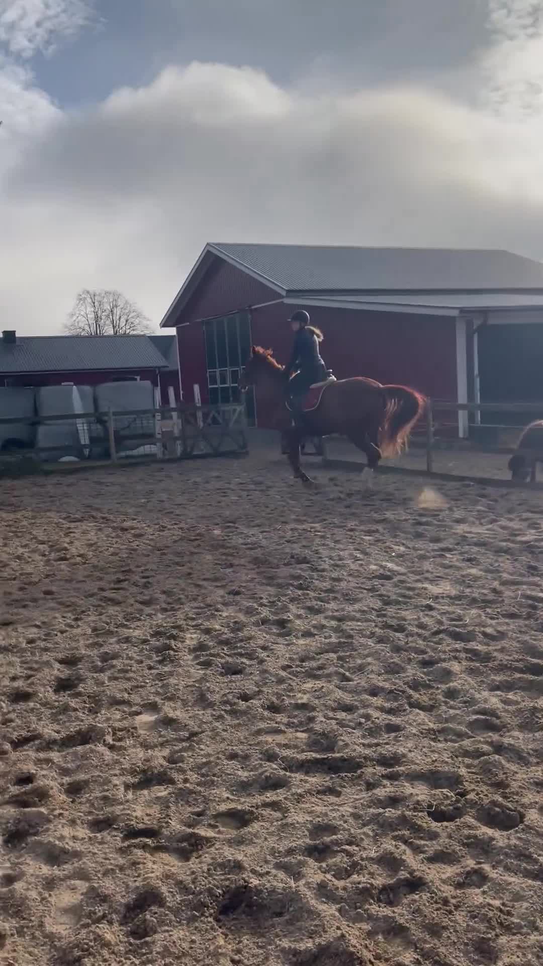 Hoppning hästar till salu: Fint hoppsto - Video 1