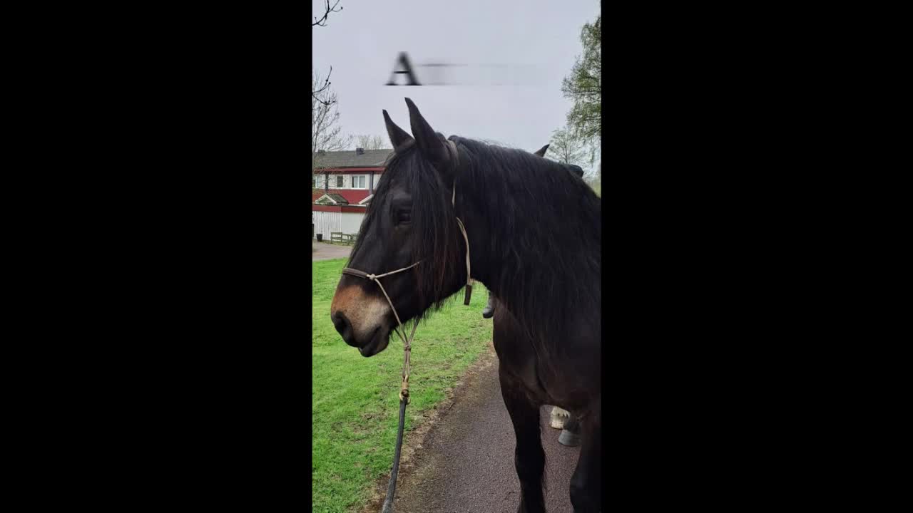 Allround hästar till salu: Atman i Hisings Kärra - Video 1