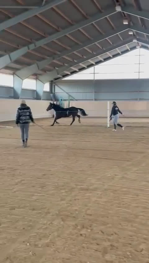 Allround hästar till salu: Välstammat 2 åring sto i Vimmerby - Video 2