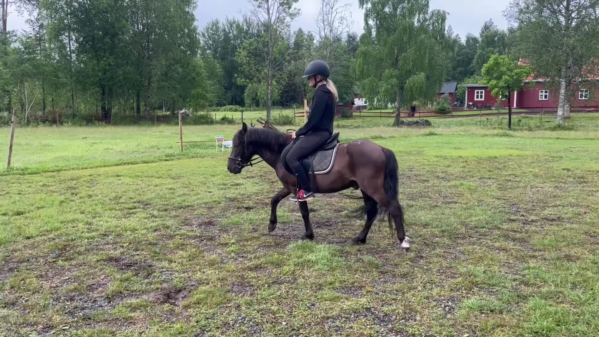 Allround hästar till salu: Pigg och glad B-ponny valack till salu  - Video 4