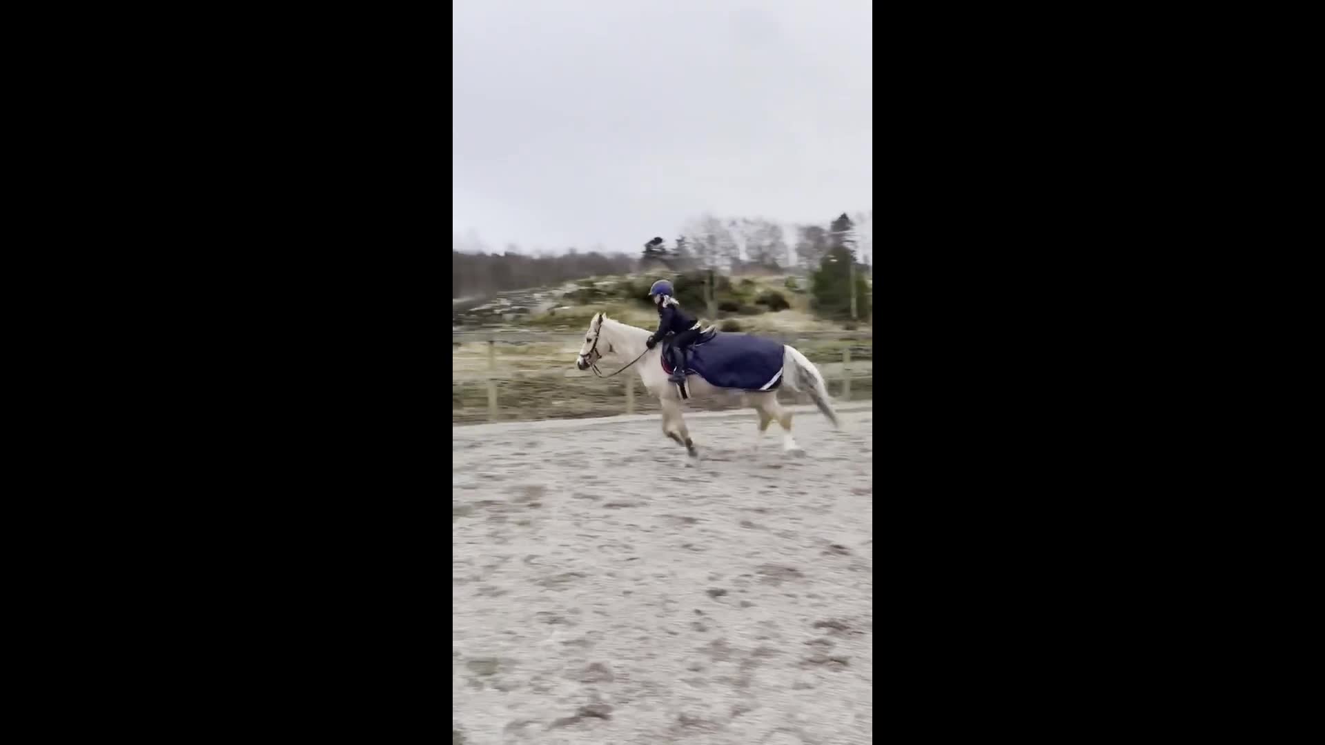 Allround hästar till salu: Underbar allroundponny - Video 2