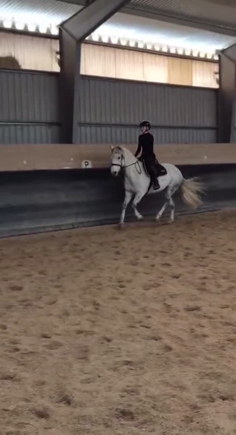 Allround hästar till salu: Vacker skimmel söker nytt hem - Video 4