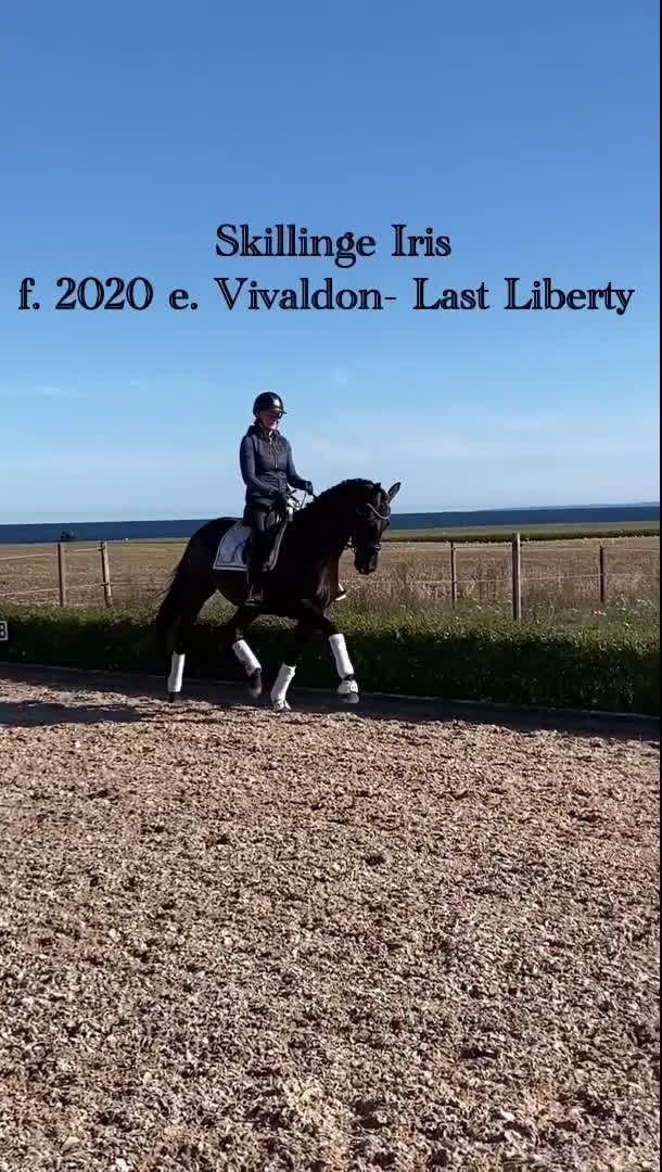 Dressyr hästar till salu: Vackert dressyrsto med framtida potential  i Simrishamn - Video 1