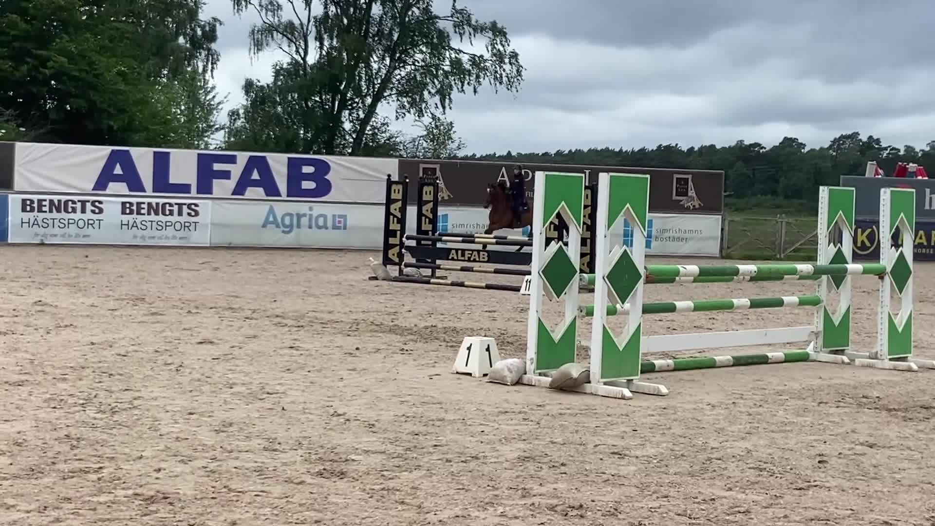 Hoppning hästar till salu: Sportig hopphäst med bra gångarter - Video 1