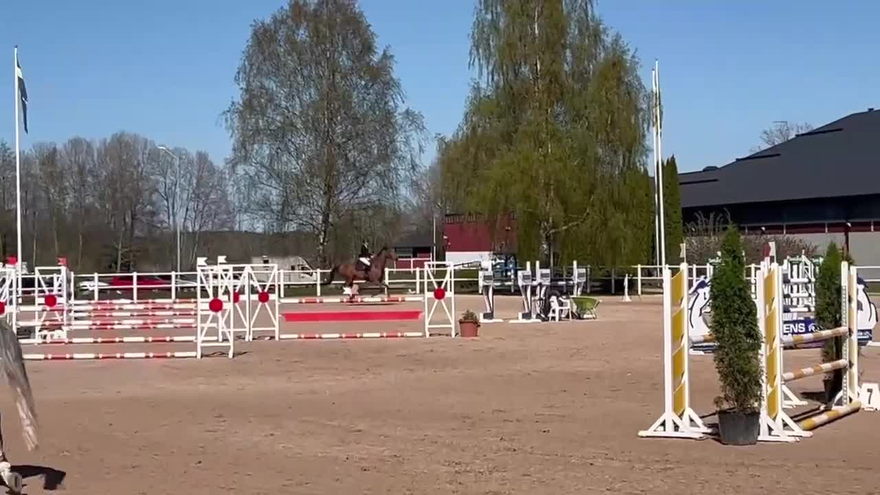 Hoppning hästar till salu: Hopphäst med stor potential - Video 1