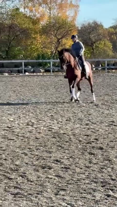 Allround hästar till salu: PRE 10 år i Munka-ljungby - Video 1