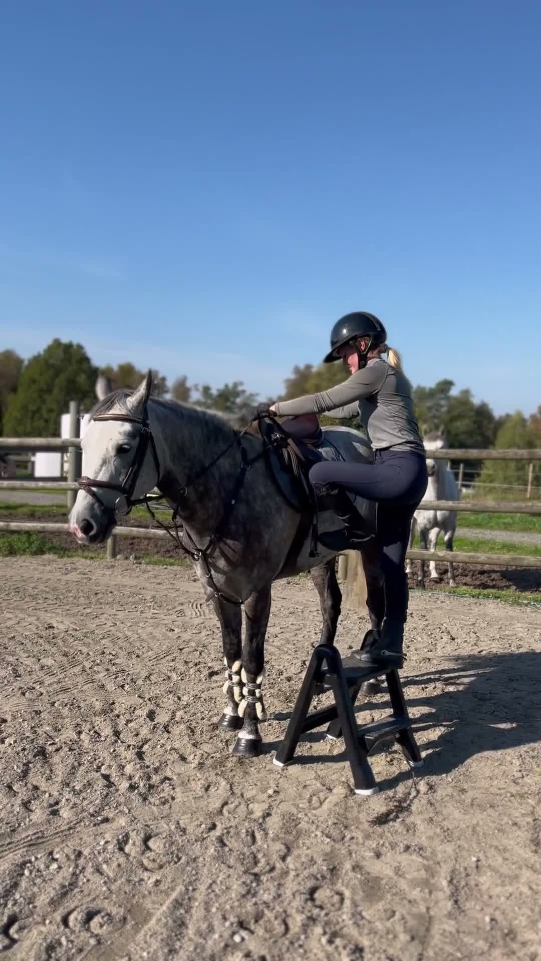 Allround hästar till salu: Talangfull 5-årig connemara - Video 1