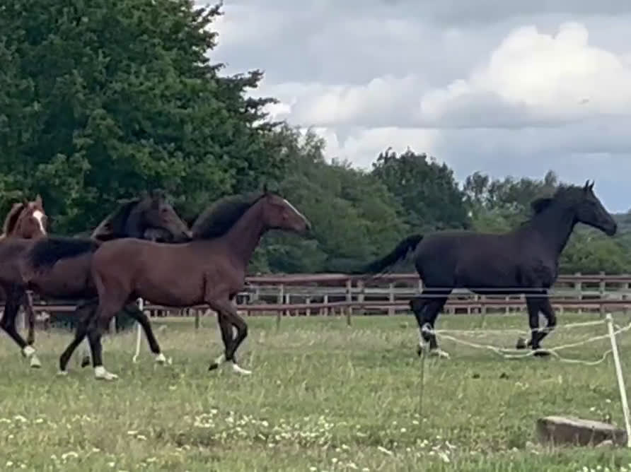 Dressyr hästar till salu: Sto e: For Romance I! i Hörby - Video 2