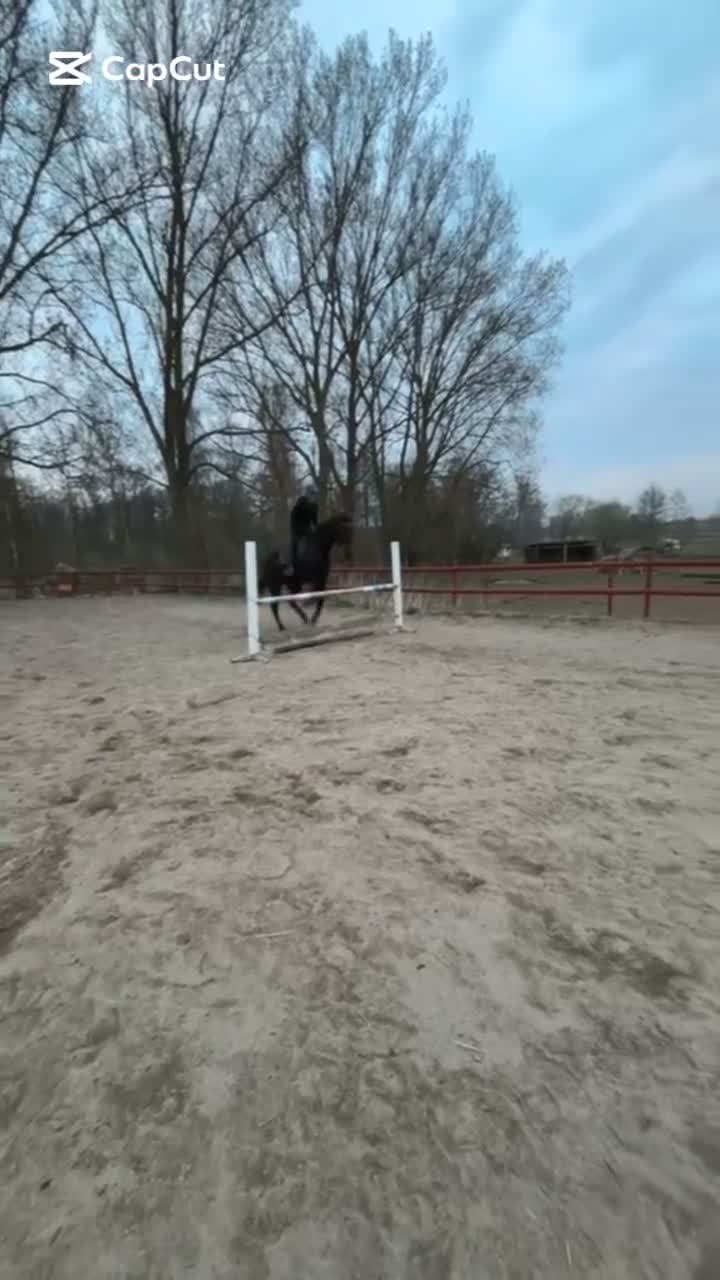 Allround hästar till salu: En häst med hjärta och motor🤍 - Video 3