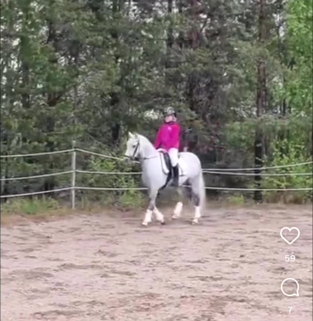 Dressyr hästar till salu: Superlöfte för de högsta klasserna i Tallåsen - Video 2