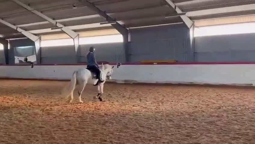 Allround hästar till salu: Positiv valack som älskar att jobba i Österhaninge - Video 3