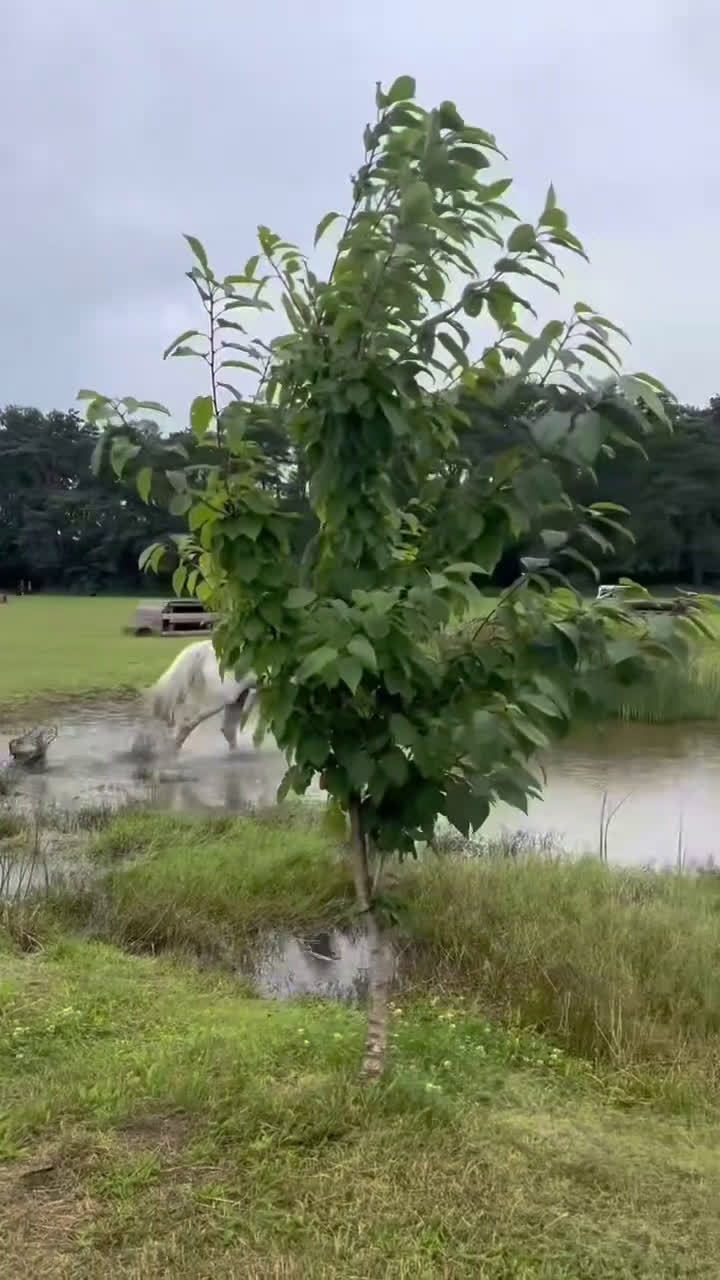 Allround hästar till salu: Underbart snäll och personlig ponny i Helsingborg i Helsingborg - Video 1