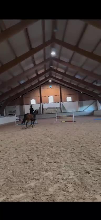 Allround hästar till salu: Charmig och välutbildad valack söker rätt hem - Video 1