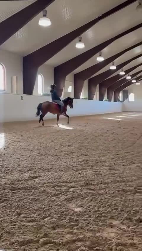 Dressyr hästar till salu: Snäll och välutbildad dressyrtalang, FEI-kvalad  - Video 2