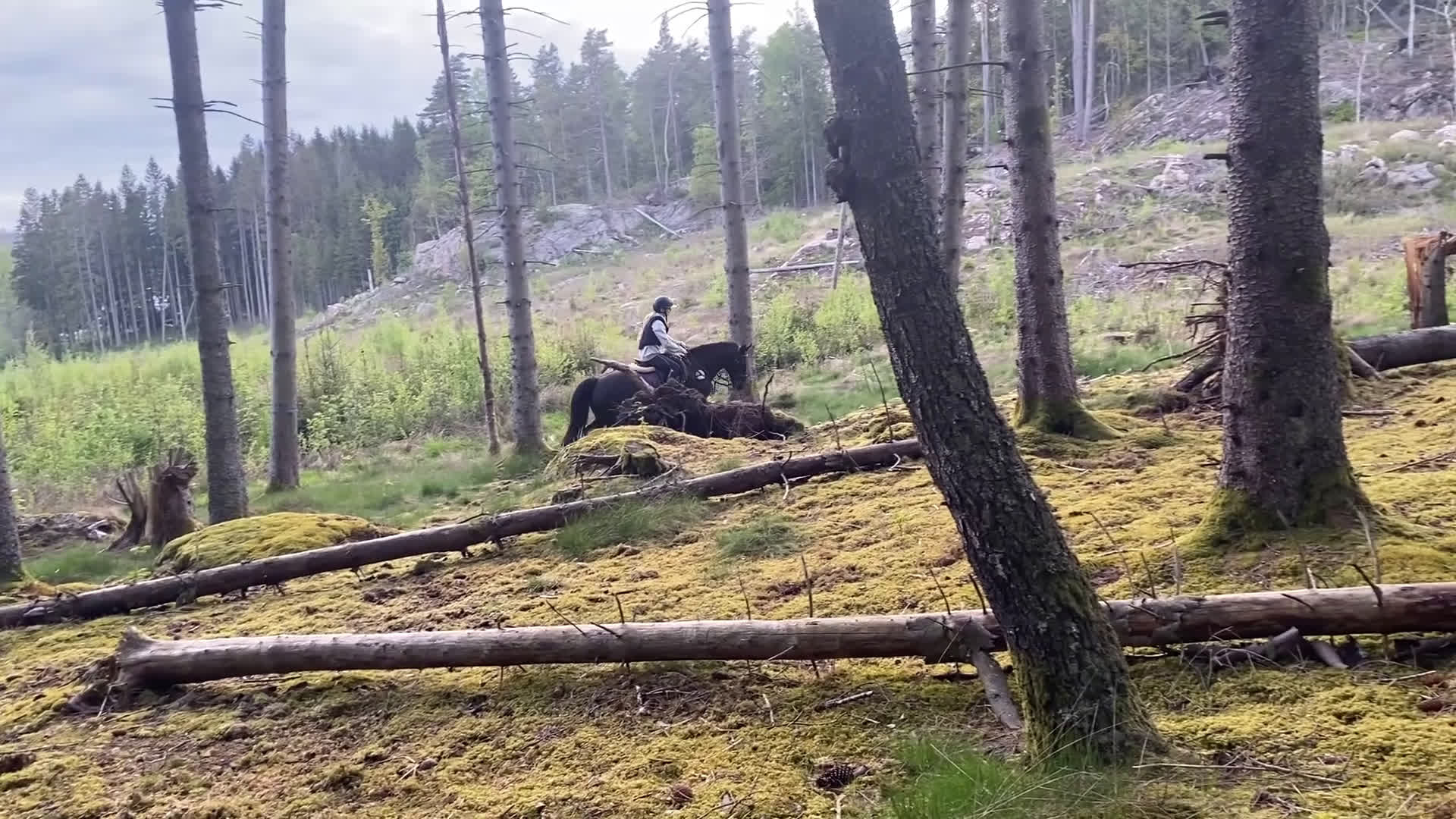 Övrigt hästar till salu: Gulligt sto - Video 3