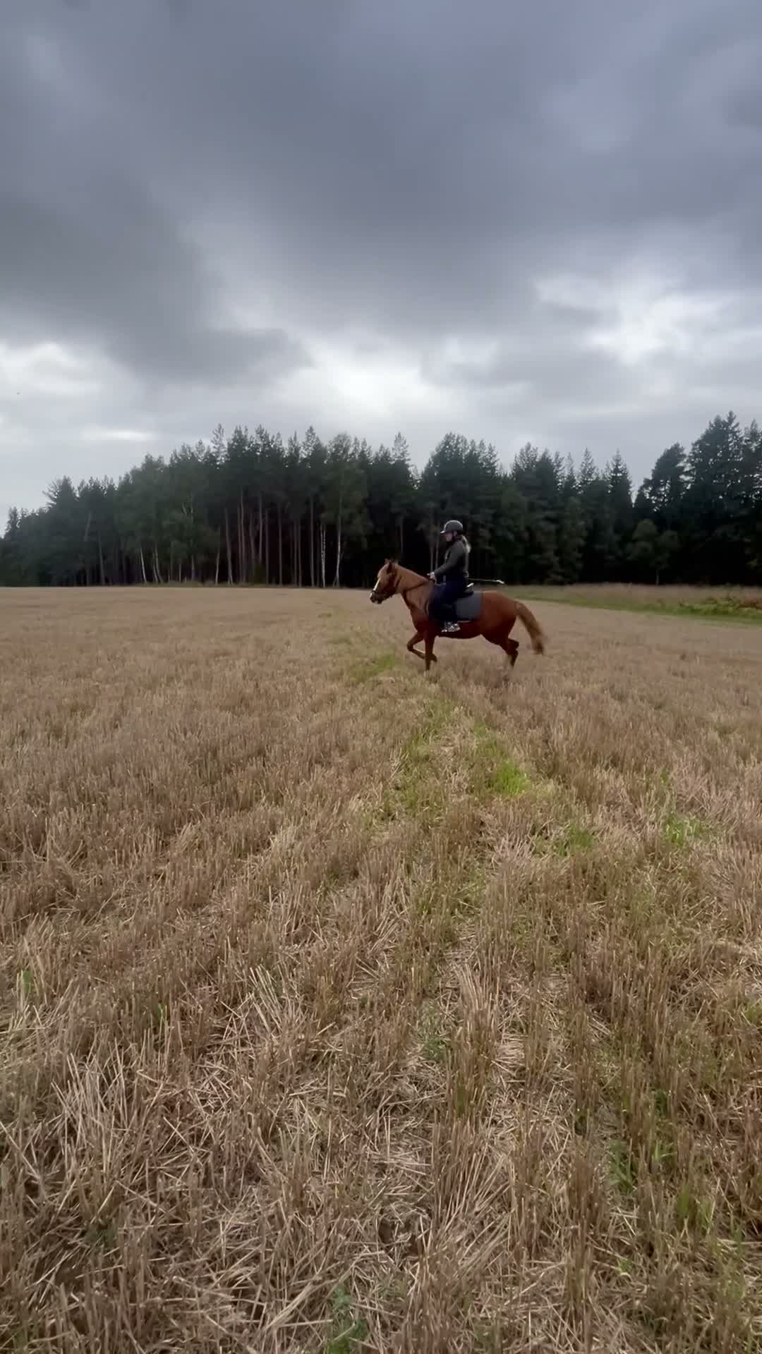 Allround hästar till salu: Allround/Körponny - Video 2