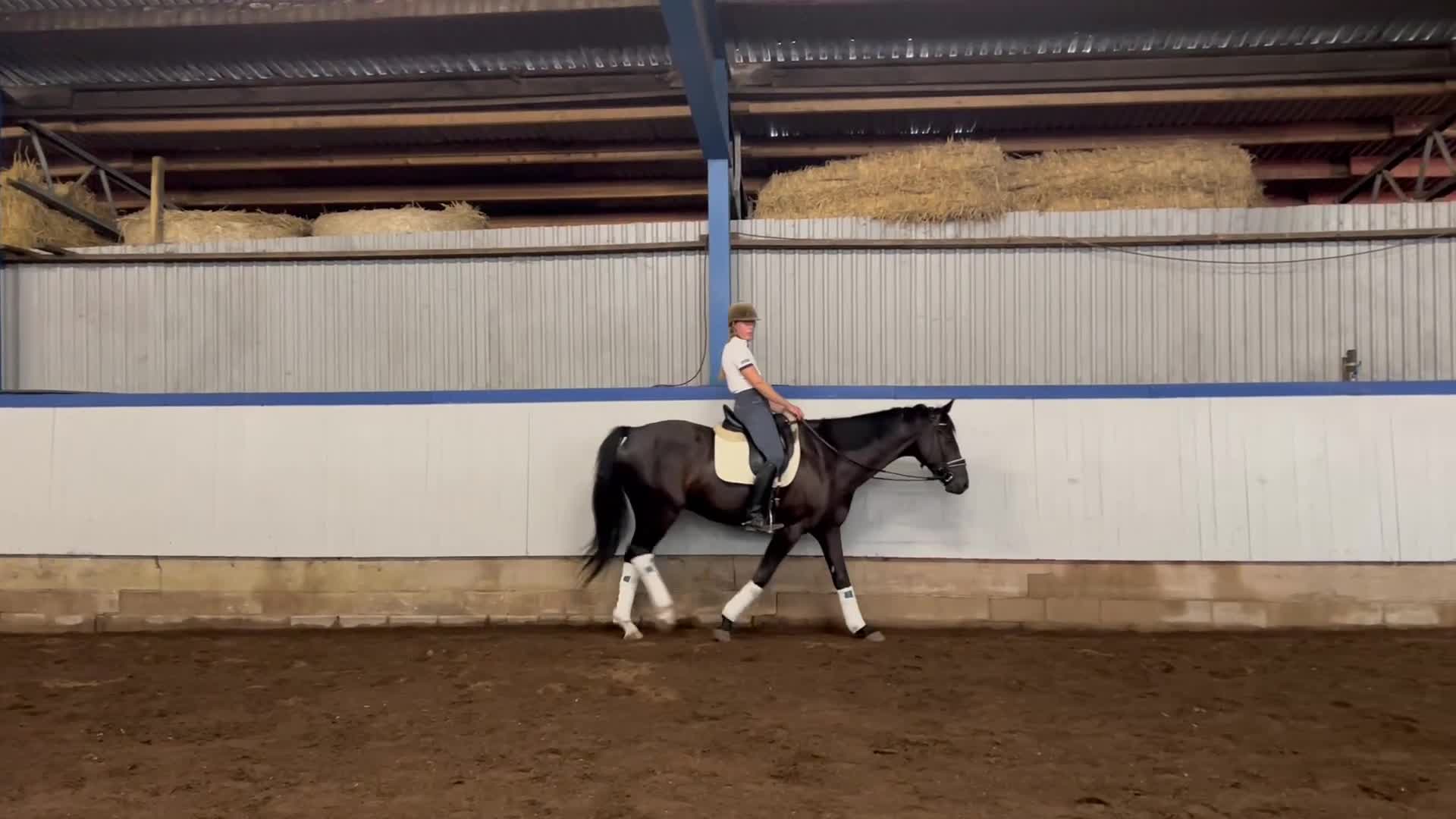 Dressyr hästar till salu: Mjuk, rörlig häst med stora gångarter - Video 1