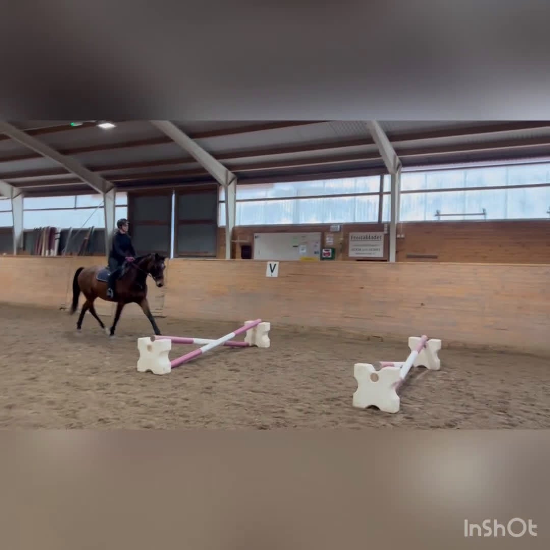 Hoppning hästar till salu: Framtida tävlingskompis! i Stehag - Video 2