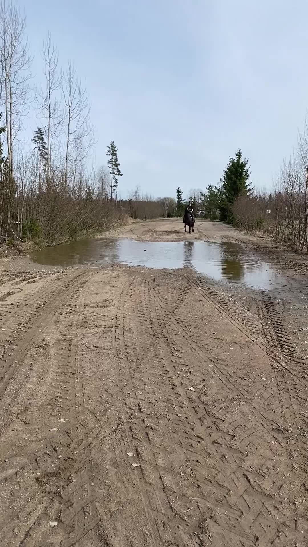Allround hästar till salu: Piggt kallblodssto  - Video 2
