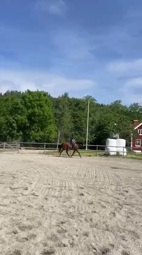 Dressyr hästar till salu: SWB sto -23 - Video 3
