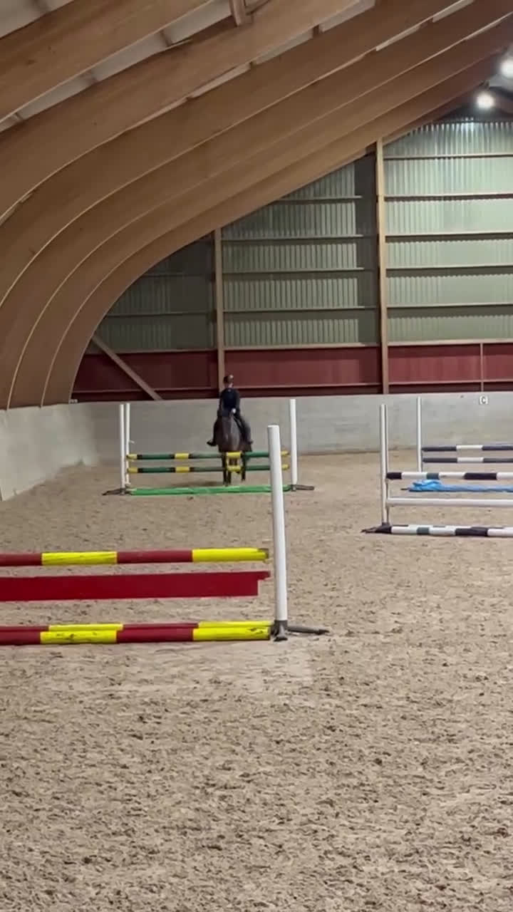 Allround hästar till salu: Läromästare med ett hjärta av guld!  - Video 4