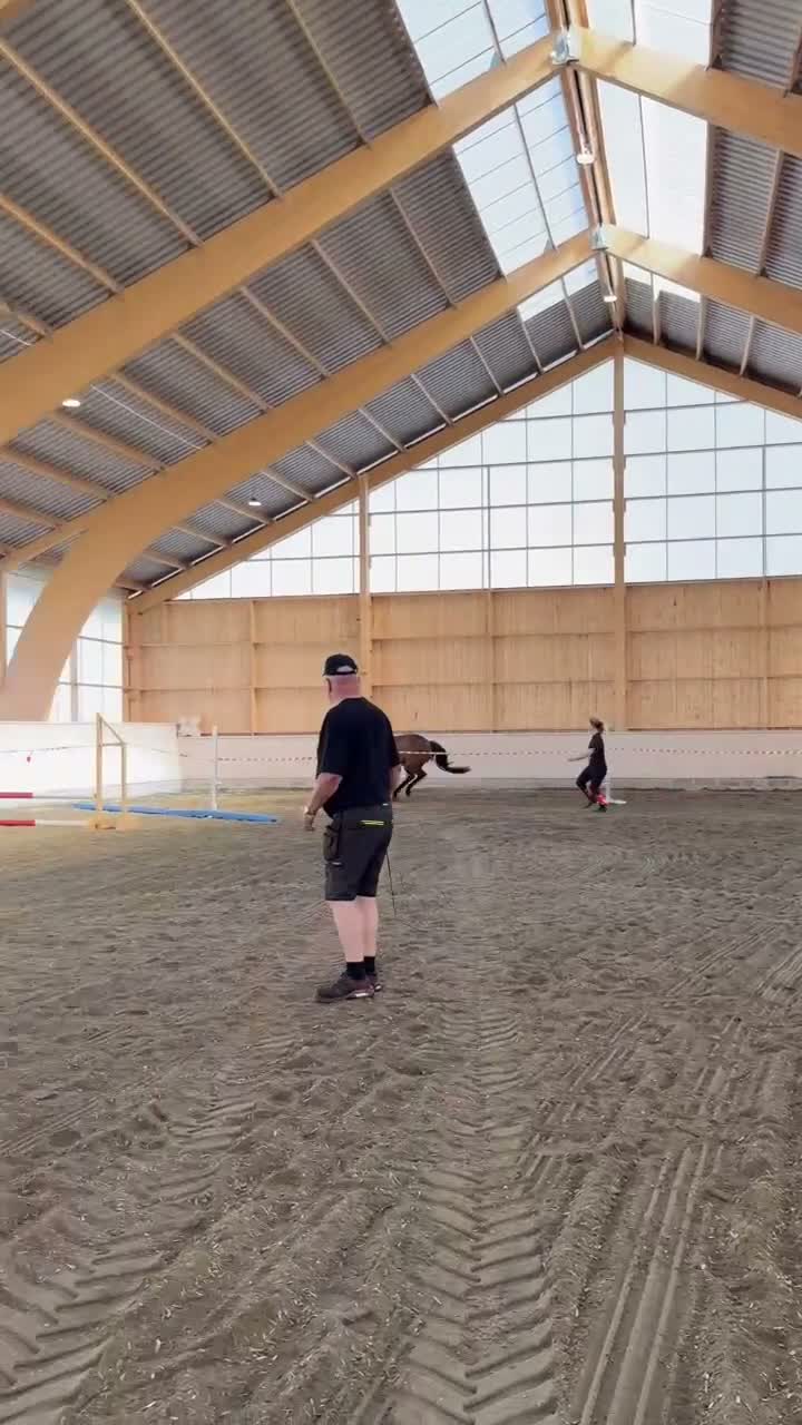 Hoppning hästar till salu: Okomplicerad treåring e Nebraska VDL i Kättilstorp - Video 1