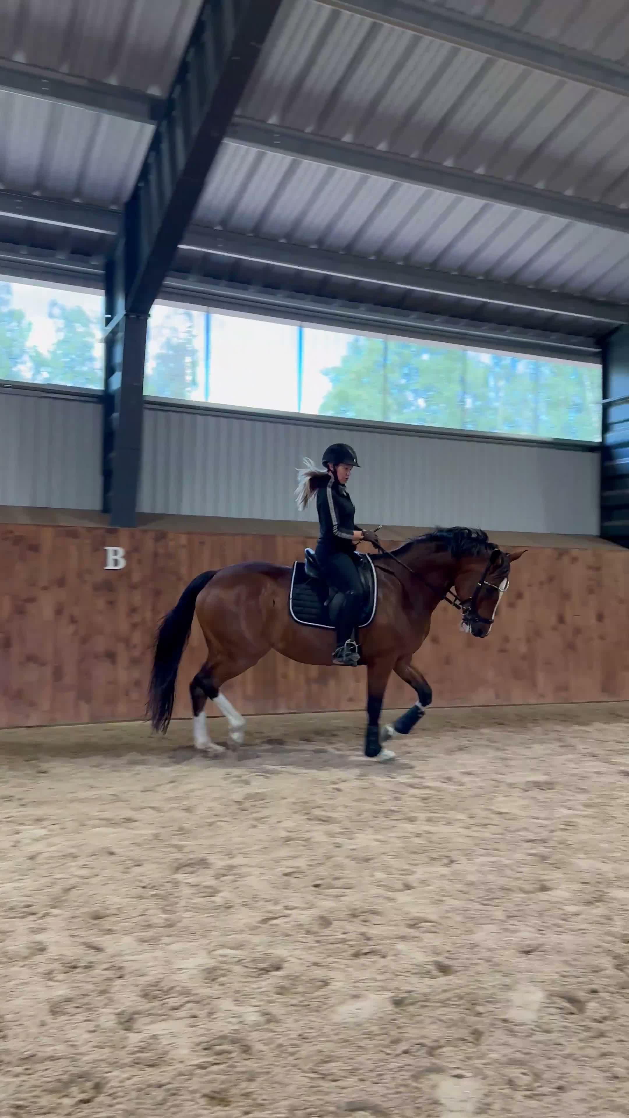 Allround hästar till salu: Ambitiös och positiv häst för hopp och dressyr  - Video 1