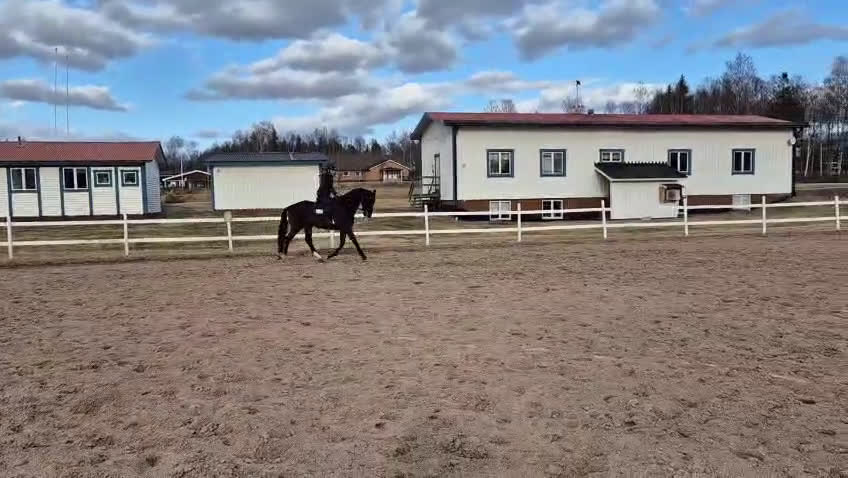 Allround hästar till salu: Superfin valack - Video 2