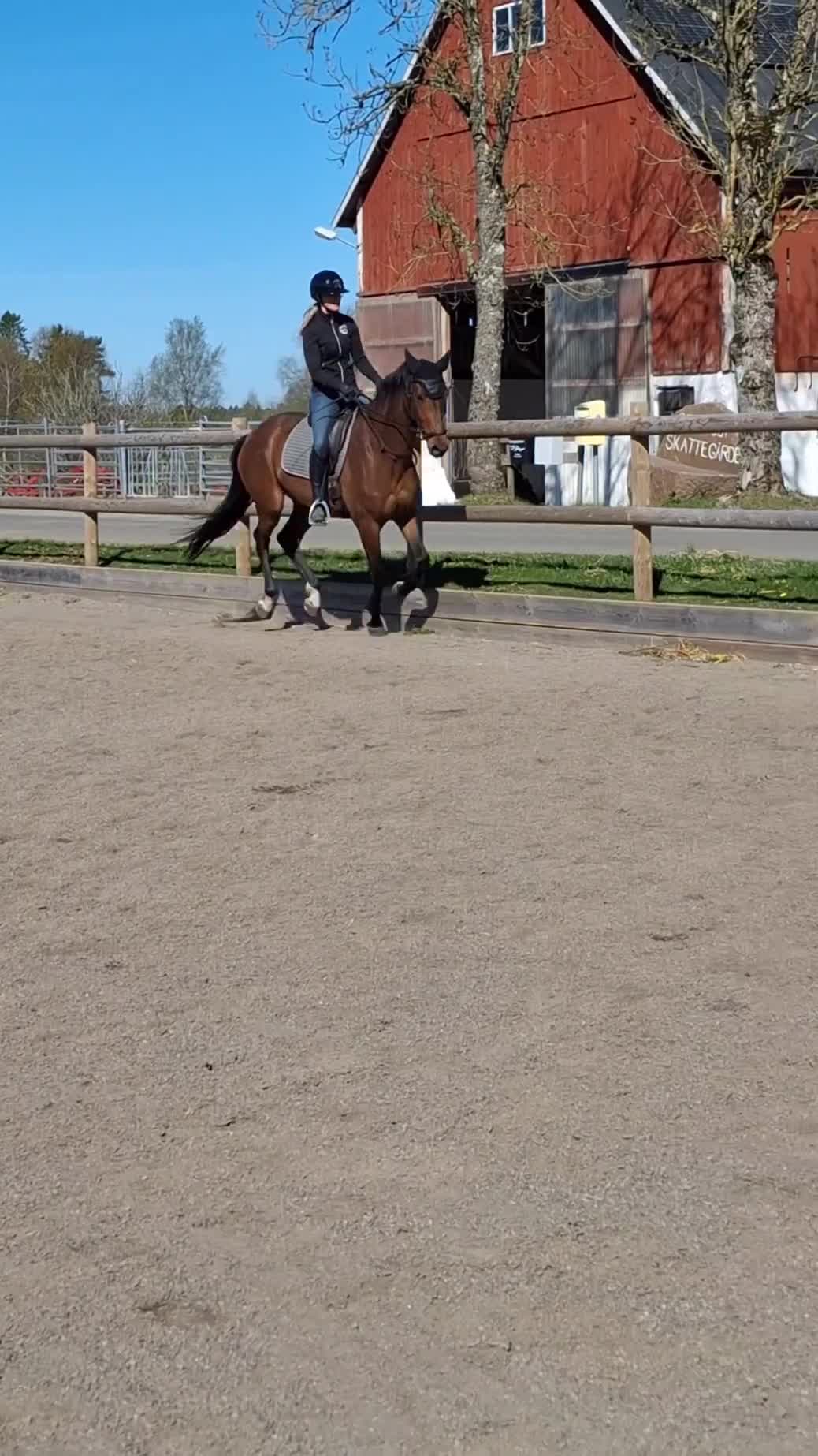 Dressyr hästar till salu: Ädelt välstammat 3-årigt dressyrsto - Video 1