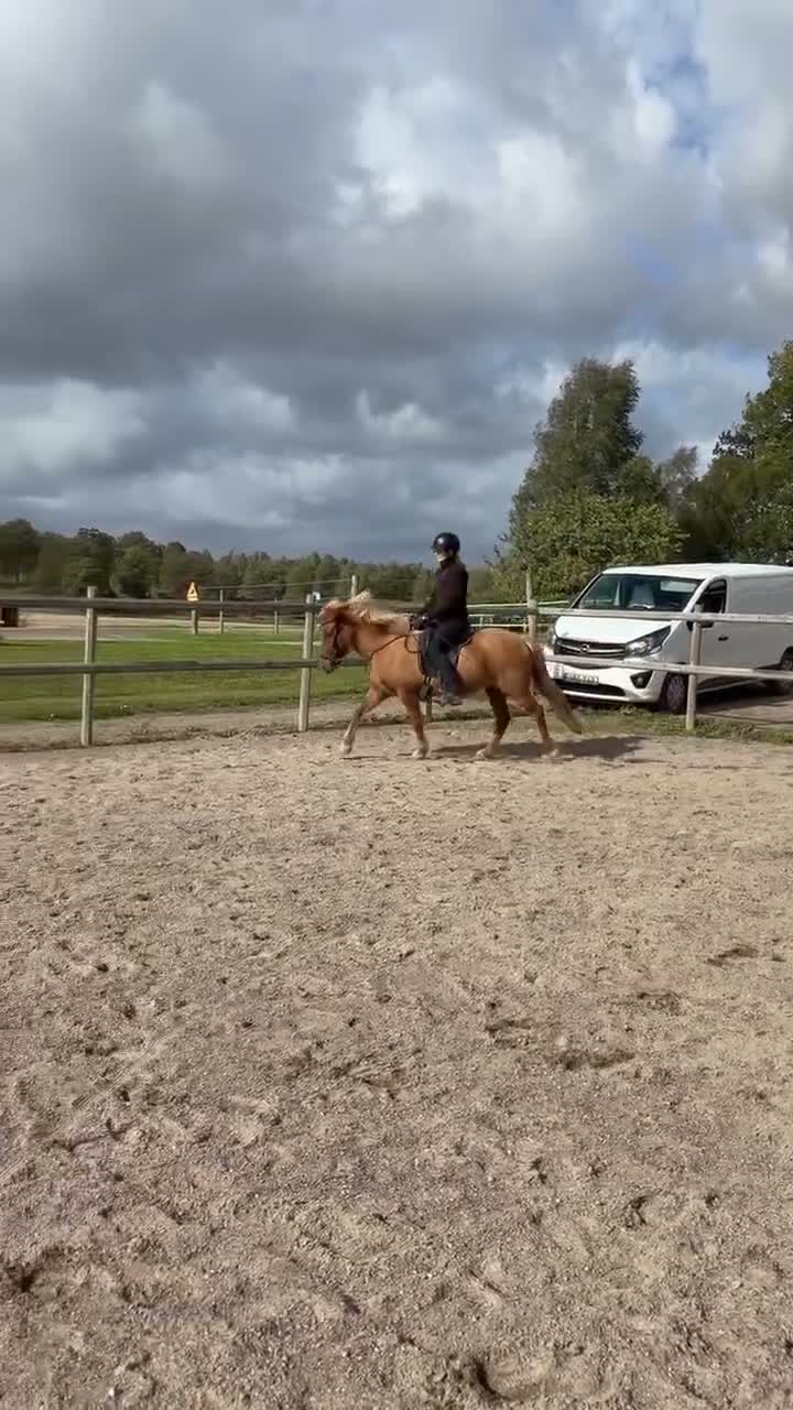 Island hästar till salu: Fritidshäst/Familjehäst  - Video 2