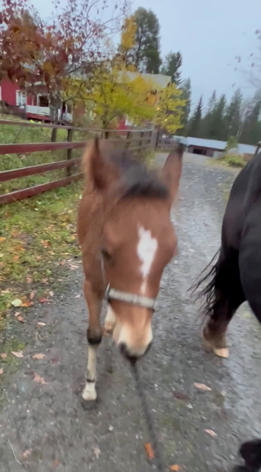 Allround hästar till salu: Elegant o trevligt cob stoföl i Burträsk - Video 1