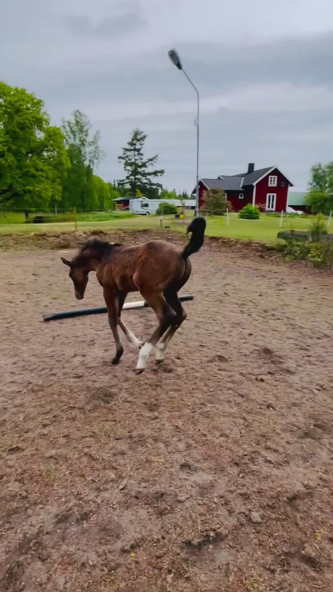 Hoppning hästar till salu: Golden cross stoföl e Favorit Ask   i Hjo - Video 1