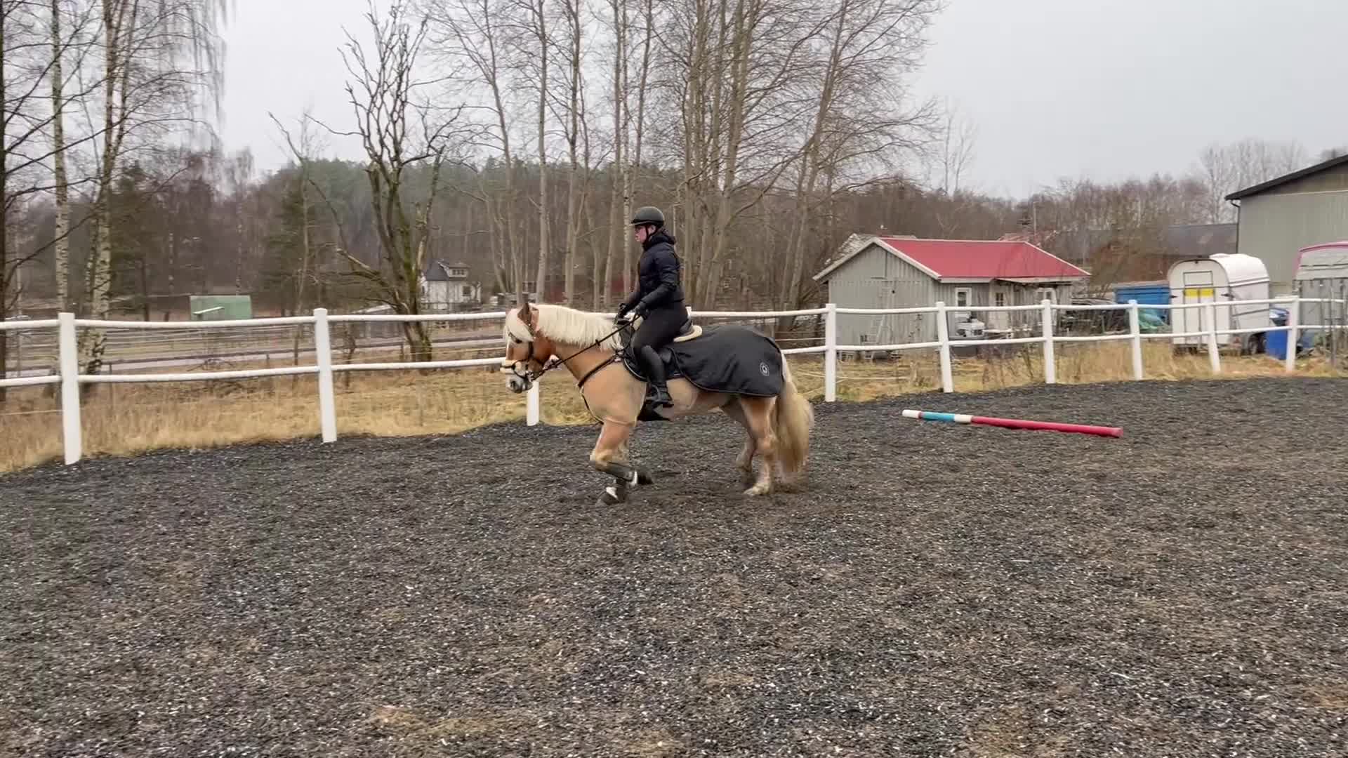 Allround hästar till salu: Haflinger kille med mycket personlighet 💛 i Olofstorp - Video 4