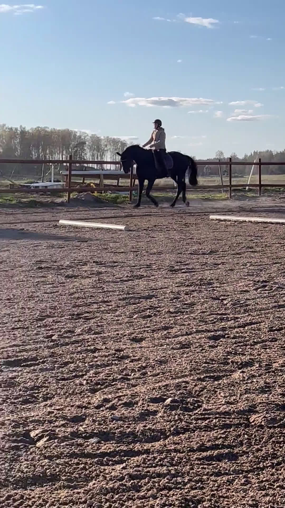 Dressyr hästar till salu: Oslipad diamant - Video 1