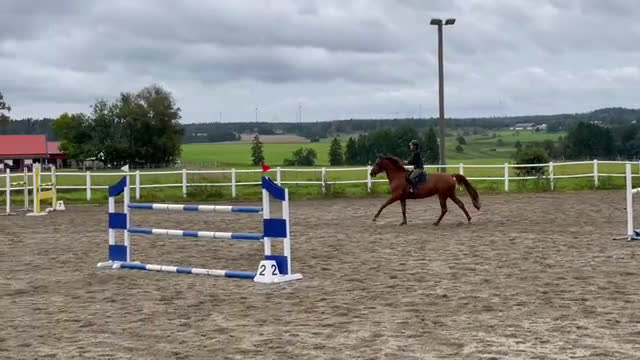 Hoppning hästar till salu: Nya stjärnan i ditt liv - Verona! - Video 1