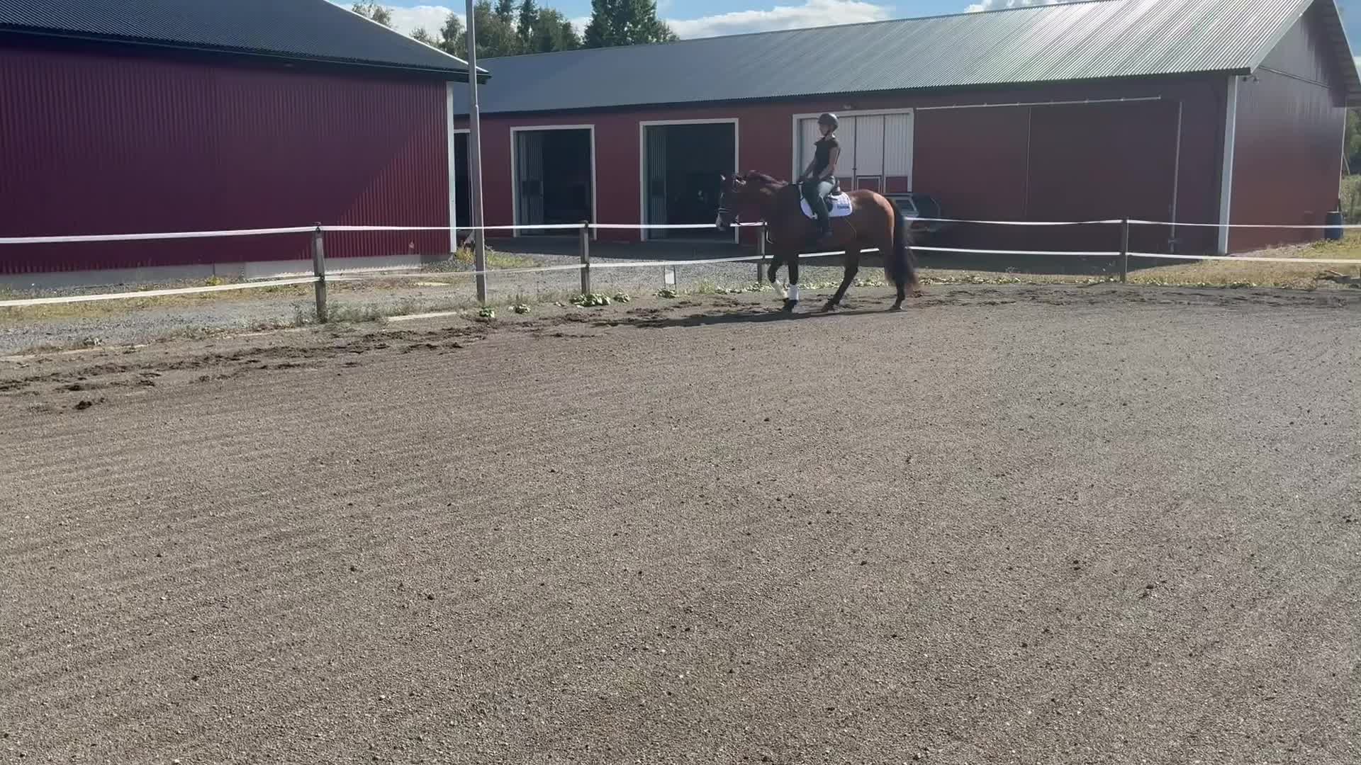 Dressyr hästar till salu: Lovande dressyrhäst - Video 3