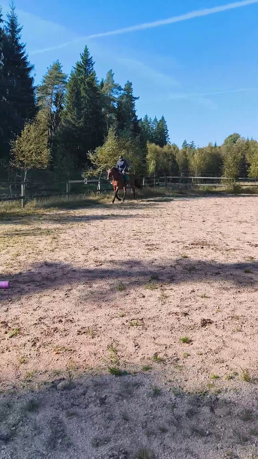 Övrigt hästar till salu: Snällt sto till avel eller lättare ridning i Svenljunga - Video 2