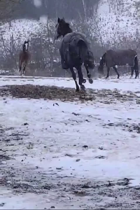 Hoppning hästar till salu: Heartbeat-Cabachon-Cortez  - Video 1